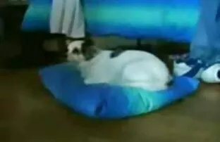 爱在浴室的第二部分 狗性的女孩